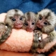 Ogłoszenie - Przepiękne marmozety do adopcji. Miniaturka 1