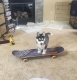 Ogłoszenie - Słodkie szczenięta husky syberyjskiego. Szczegóły na WhatsApp: +4917667652853. Miniaturka 2