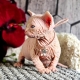 Ogłoszenie - Piękne kocięta rasy sfinks. Napisz do nas na WhatsApp, aby uzyskać szczegóły: +4917667652853. Miniaturka 1