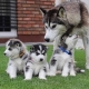 Ogłoszenie - Słodkie szczenięta husky syberyjskiego. Szczegóły na WhatsApp: +4917667652853. Miniaturka 3