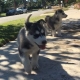Ogłoszenie - Słodkie szczenięta husky syberyjskiego. Szczegóły na WhatsApp: +4917667652853. Miniaturka 1