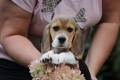 Ogłoszenie - Beagle Panny do wzięcia  ZKwP/FCI  po Champione Polski. Miniaturka 1