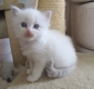 Ogłoszenie - Kocięta rasy Ragdoll. Napisz do nas na WhatsApp, aby uzyskać szczegóły: +4917667652853. Miniaturka 3