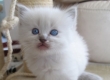 Ogłoszenie - Kocięta rasy Ragdoll. Napisz do nas na WhatsApp, aby uzyskać szczegóły: +4917667652853. Miniaturka 2
