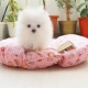 Ogłoszenie - Dwa wspaniałe szczenięta szpica miniaturowego (pomeraniana) typu „teacup”. Szczegóły na WhatsApp: +4917667652853. Miniaturka 1