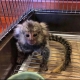 Ogłoszenie - Zdrowe marmozety na sprzedaż. Miniaturka 1