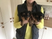 Ogłoszenie - Rasowe, malutkie szczenięta yorkshire terrier. Szczegóły na WhatsApp: +4917667652853. Miniaturka 2