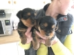 Ogłoszenie - Rasowe, malutkie szczenięta yorkshire terrier. Szczegóły na WhatsApp: +4917667652853. Miniaturka 3