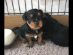 Ogłoszenie - Rasowe, malutkie szczenięta yorkshire terrier. Szczegóły na WhatsApp: +4917667652853. Miniaturka 4