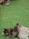 Ogłoszenie - Kocięta rasy Maine Coon. Napisz do nas na WhatsApp, aby uzyskać szczegóły: +4917667652853. Miniaturka 2