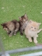 Ogłoszenie - Kocięta rasy Maine Coon. Napisz do nas na WhatsApp, aby uzyskać szczegóły: +4917667652853. Miniaturka 3