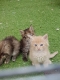 Ogłoszenie - Kocięta rasy Maine Coon. Napisz do nas na WhatsApp, aby uzyskać szczegóły: +4917667652853. Miniaturka 1