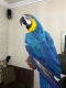 Ogłoszenie - Ara ararauna (ara żółto-niebieska). Napisz do nas na WhatsApp, aby uzyskać szczegóły: +4917667652853. Miniaturka 3