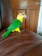 Ogłoszenie - Ary hiacyntowe. Napisz do nas na WhatsApp, aby uzyskać szczegóły: +4917667652853. Miniaturka 2