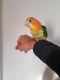 Ogłoszenie - Ary hiacyntowe. Napisz do nas na WhatsApp, aby uzyskać szczegóły: +4917667652853. Miniaturka 1