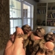 Ogłoszenie - Marmozety karłowate do adopcji. Miniaturka 1