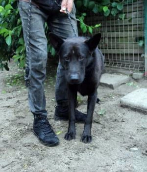 Ogłoszenie - Fornit - duży, czarny pies