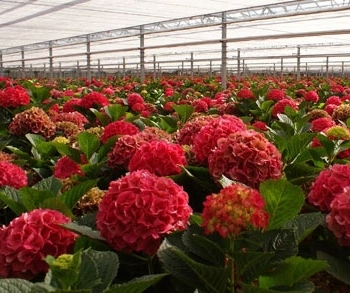 Ogłoszenie - Ogrodnictwo dam sezonową pracę w Holandii przy kwiatach od zaraz, Rijsenhout