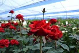 Ogłoszenie - Ogrodnictwo Holandia praca od zaraz przy kwiatach-różach w Uden 2022