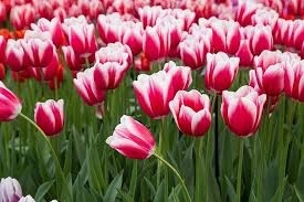 Ogłoszenie - Oferta pracy w Holandii od zaraz przy kwiatach-tulipanach ogrodnictwo 2022, Dronten, Creil