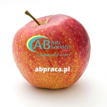 Ogłoszenie - zbiór jabłek i gruszek w holandii (m/k)