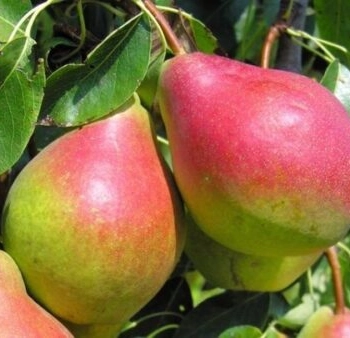 Ogłoszenie - Oferta pracy w Holandii zbiory jabłek, gruszek bez znajomości języka 2022 Dronten