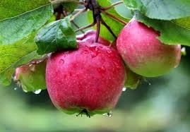 Ogłoszenie - Dam sezonową pracę w Holandii zbiory jabłek i gruszek od sierpnia/września 2022 w Goes, Houten, Dronten