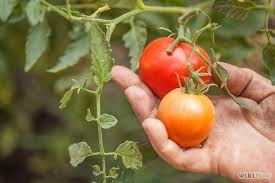Ogłoszenie - Dam sezonową pracę w Holandii w szklarni z pomidorami od zaraz, Etten-Leur 2022