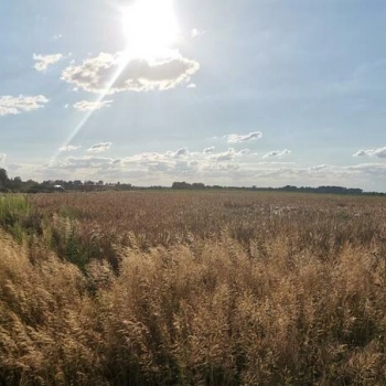 Ogłoszenie - Atrakcyjna działka budowlana Nowa Wieś Kącka - 250 000,00 zł