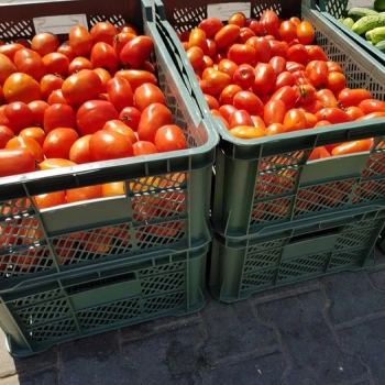 Ogłoszenie - Pomidor gruntowy, polny, dyno, lima przecier - 1,00 zł