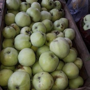 Ogłoszenie - Jabłka z ekologicznego sadu - 1,50 zł