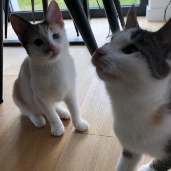 Ogłoszenie - VIKI I BIKI dwie cudowne kotki polecają się do adopcji