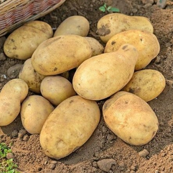 Ogłoszenie - JELLY - ziemniak do sadzenia - przyjmujemy zamówienia - 1,00 zł