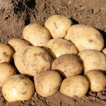 Ogłoszenie - TAJFUN - ziemniaki sadzeniaki-przyjmujemy zamówienia - 1,00 zł