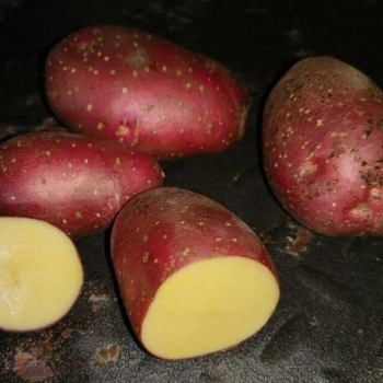 Ogłoszenie - BELLAROSA - ziemniaki do sadzenia - przyjmujemy zamówienia - 1,00 zł