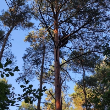 Ogłoszenie - Przycinanie, pielęgnacja drzew metodą alpinistyczną - 1,00 zł