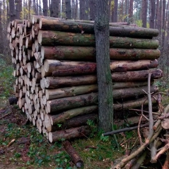 Ogłoszenie - Sosnowe drewno opałowe - suche - 300,00 zł