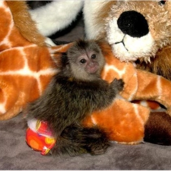 Ogłoszenie - 9-tygodniowe małe małpy marmozetowe na sprzedaż - Mazowieckie