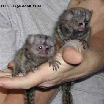 Ogłoszenie - małe małpy marmozety palcowej na sprzedaż - Małopolskie
