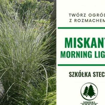 Ogłoszenie - Trawa ozdobna Miskant Morning Light - 10,00 zł