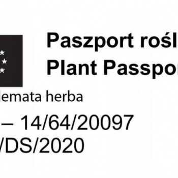 Ogłoszenie - TRAWA PAMPASOWA kremowa odporna na mróz - sadzonki 30 / 40 c - 14,99 zł