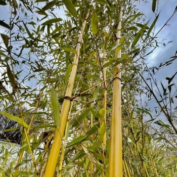 Ogłoszenie - Bambus Phyllostachys Aureosulcata f. Aureocaulis 18 l - 300,00 zł