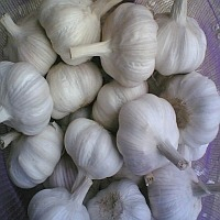 Ogłoszenie - fresh garlic (Fresh Garlic 03) - Ostrołęka - 280,00 zł