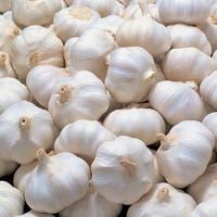 Ogłoszenie - Fresh Organic Garlic - Krosno Odrzańskie	 - 8,00 zł