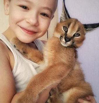 Ogłoszenie - Kocięta Savannah Serval i Caracal w wieku 4 tygodni. - Mazowieckie - 5,00 zł
