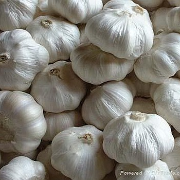 Ogłoszenie - Organic fresh garlic - 8,00 zł