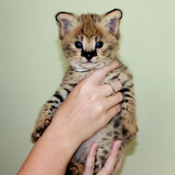 Ogłoszenie - Kocięta Savannah Serval i Caracal w wieku 4 tygodni. - Białołęka - 5,00 zł