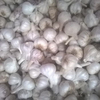 Ogłoszenie - Fresh garlic, for Cooking, Style : Natural - Kraśnik - 8,00 zł
