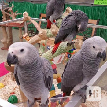 Ogłoszenie - Afrykańskie papugi szare i inne żywe ptaki na sprzedaż +31637256082 - Podkarpackie