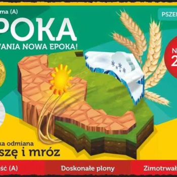 Ogłoszenie - Pszenica Ozima OPOKA - Wysoki Plon Grube Ziarno Niskie Wymagania - Poznań - 2 580,00 zł